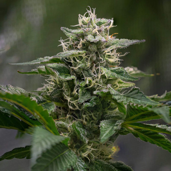 Pink Rozay (Zamnesia Seeds) feminizovaná