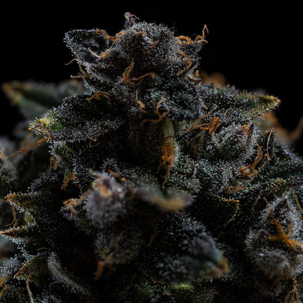 Pink Rozay (Zamnesia Seeds) feminizovaná