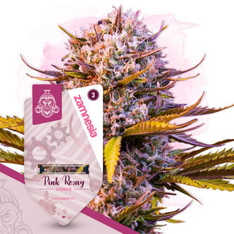 Pink Rozay Auto (Zamnesia Seeds) feminizovan&aacute;