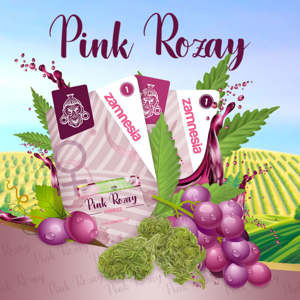 Pink Rozay Samonakvétací (Zamnesia Seeds) feminizovaná