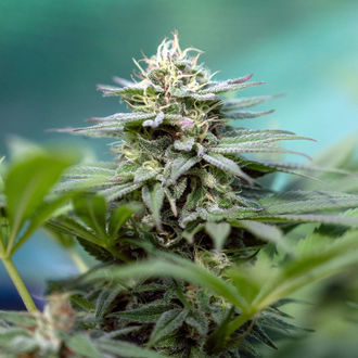 Apple Fritter (Zamnesia Seeds) feminizovaná