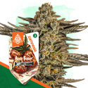 Apple Fritter (Zamnesia Seeds) feminizovaná