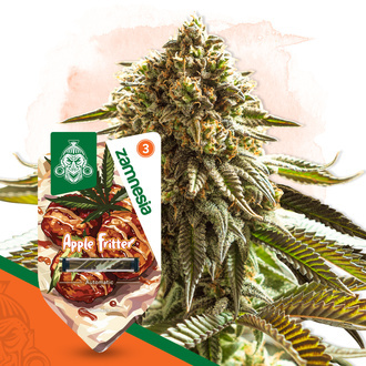 Apple Fritter Samonakvétací (Zamnesia Seeds) feminizovaná
