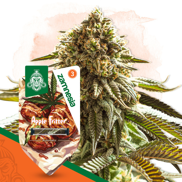 Apple Fritter Samonakvétací (Zamnesia Seeds) feminizovaná