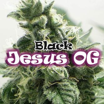Black Jesus OG (Dr Underground) Feminizovan&aacute;