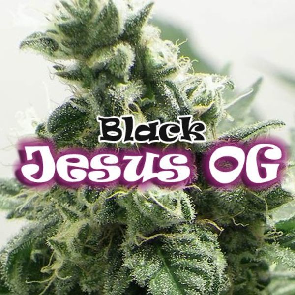 Black Jesus OG (Dr Underground) Feminizovaná