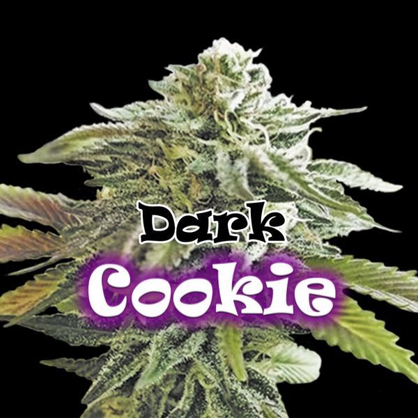 Dark Cookie (Dr. Underground) feminizovaná