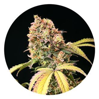 Auto Tao Mix 1 (Top Tao Seeds) regul&eacute;rn&iacute;