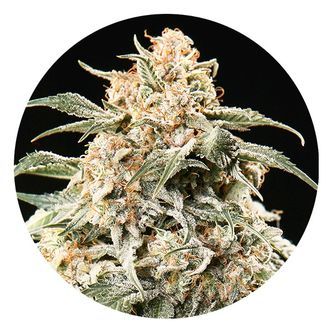 Semi Auto Mix (Top Tao Seeds) regul&eacute;rn&iacute;