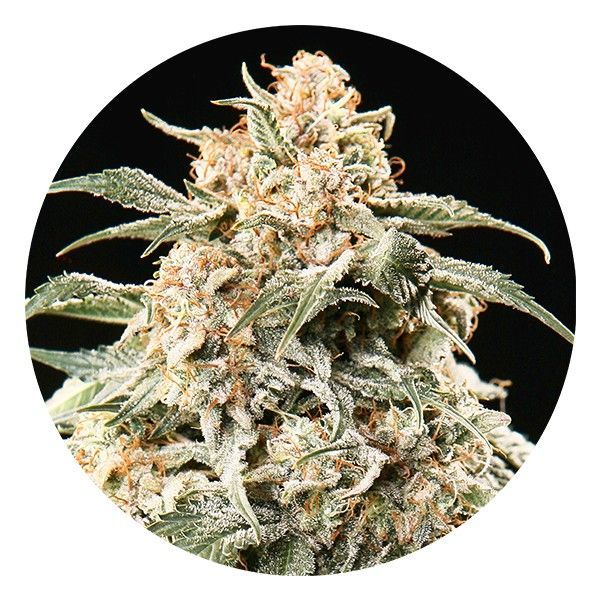 Semi Auto Mix (Top Tao Seeds) regulérní