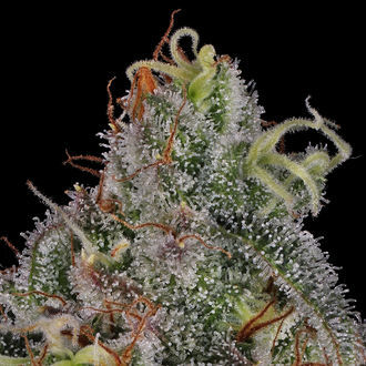 Frosted Guava (Zamnesia Seeds) feminizovaná