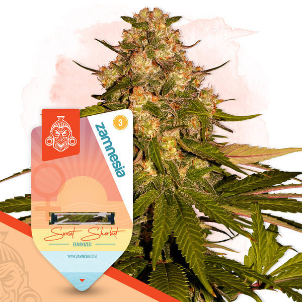 Sunset Sherbet (Zamnesia Seeds) Feminizovaná