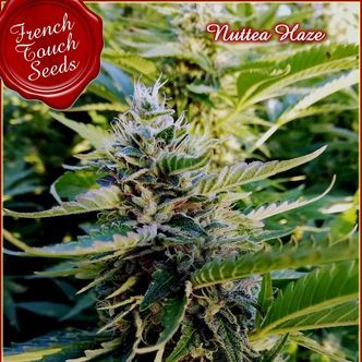 Nuttea Haze (French Touch Seeds) feminizovan&aacute;