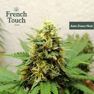 Auto Douce Nuit (French Touch Seeds) feminizovan&aacute;