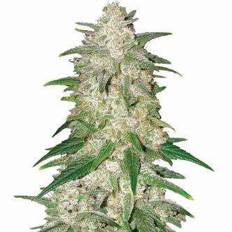 Gelato Samonakv&eacute;tac&iacute; (Nirvana) Feminizovan&aacute;