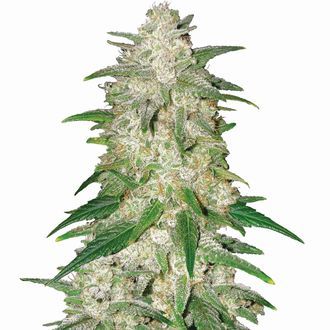 Gelato Samonakv&eacute;tac&iacute; (Nirvana) Feminizovan&aacute;