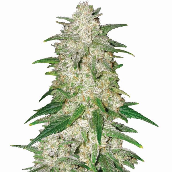 Gelato Samonakvétací (Nirvana) Feminizovaná