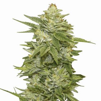 GG-48 (Nirvana) feminizovan&aacute;