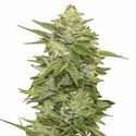 GG-48 (Nirvana) feminizovaná