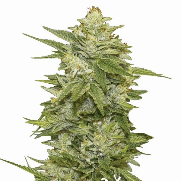 GG-48 (Nirvana) feminizovaná