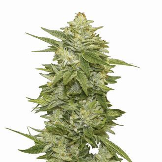 GG-48 Samonakv&eacute;tac&iacute; (Nirvana) Feminizovan&aacute;