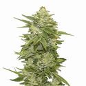 GG-48 Samonakvétací (Nirvana) Feminizovaná