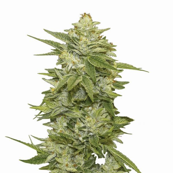 GG-48 Samonakvétací (Nirvana) Feminizovaná
