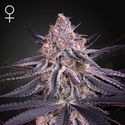 King's Juice (Greenhouse Seeds) Feminizované
