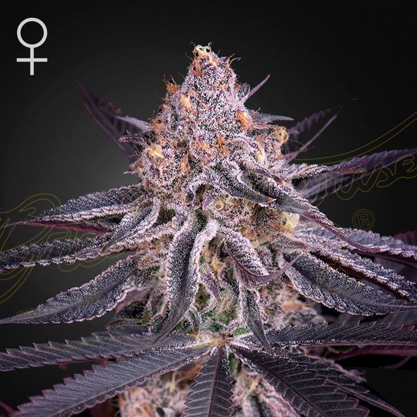 King's Juice (Greenhouse Seeds) Feminizované