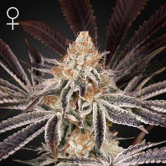 Dark Phoenix (Greenhouse Seeds) feminizovan&aacute;