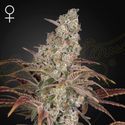 Jack's Dream (Greenhouse Seeds) feminizovaná