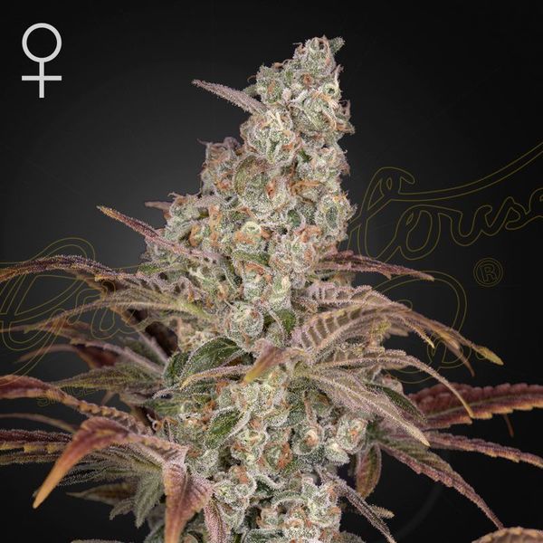 Jack's Dream (Greenhouse Seeds) feminizovaná