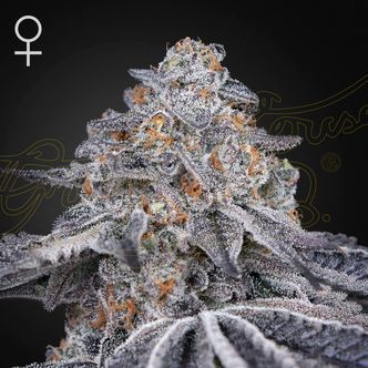 Velvet Moon (Greenhouse Seeds) feminizovan&aacute;