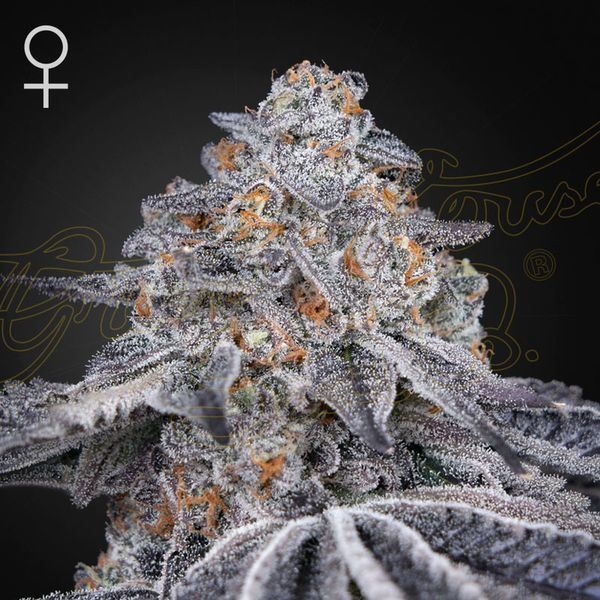 Velvet Moon (Greenhouse Seeds) feminizovaná