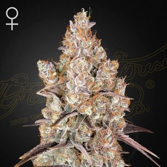Holy Snow (Greenhouse Seeds) feminizovan&aacute;