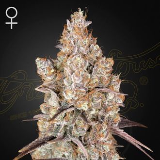 Holy Snow (Greenhouse Seeds) feminizovan&aacute;
