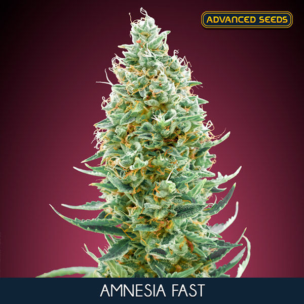 Amnesia Fast (Advanced Seeds) feminizovaná