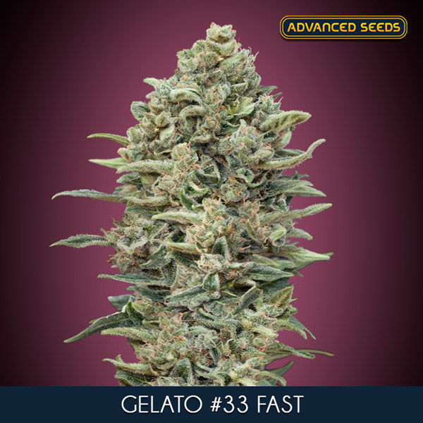 Gelato 33 Fast (Advanced Seeds) feminizovaná
