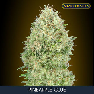 Pineapple Glue (Advanced Seeds) feminizovan&aacute;