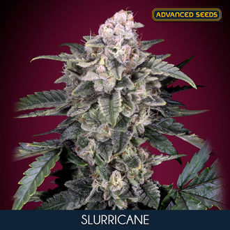 Slurricane (Advanced Seeds) feminizovan&aacute;