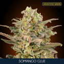 Somango Glue (Advanced Seeds) Feminizovaná