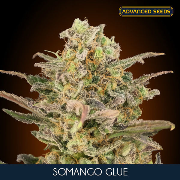Somango Glue (Advanced Seeds) Feminizovaná