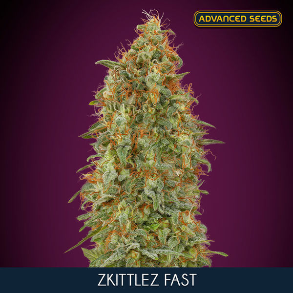 Zkittlez Fast (Advanced Seeds) feminizovaná