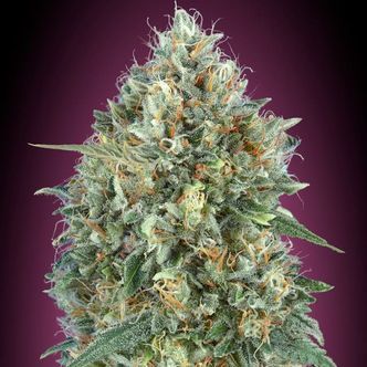 Auto Gelato 33 (Advanced Seeds) feminizovan&aacute;