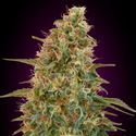 Auto Zkittlez (Advanced Seeds) feminizovaná