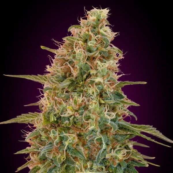 Auto Zkittlez (Advanced Seeds) feminizovaná