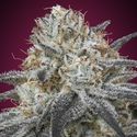 Auto Slurricane (Advanced Seeds) feminizovaná