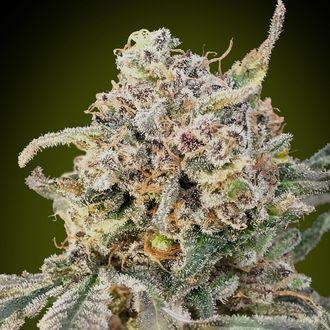 Auto Somango Glue (Advanced Seeds) feminizovan&aacute;