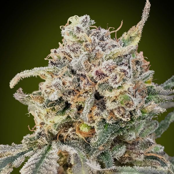 Auto Somango Glue (Advanced Seeds) feminizovaná