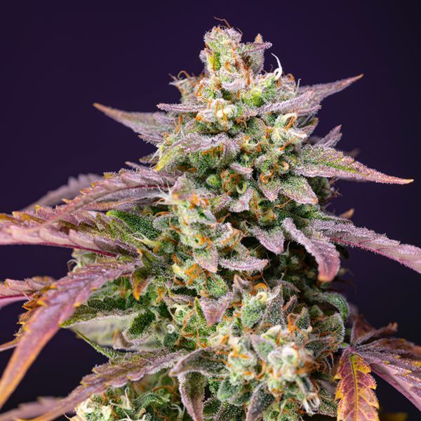 Purple Punch OG XL Samonakvétací (Sweet Seeds) feminizovaná